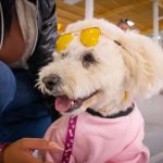 CULMINÓ CON ÉXITO EL PRIMER ENCUENTRO DE MASCOTAS EN CUTRAL CÓ