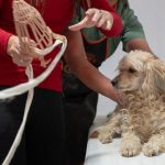 IMPORTANTE CAPACITACIÓN PARA AUXILIARES DE MÉDICO VETERINARIO