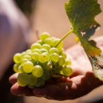 COMENZÓ LA VENDIMIA EN LA BODEGA MUNICIPAL DE CUTRAL CO